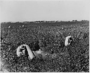 Laborers working on farm in Casa Grande, Arizona