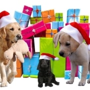 christmas-2983901_640 Golden retrievers and puppy with Santa hats surrounded by colorful Christmas presents, celebrating the holiday season.